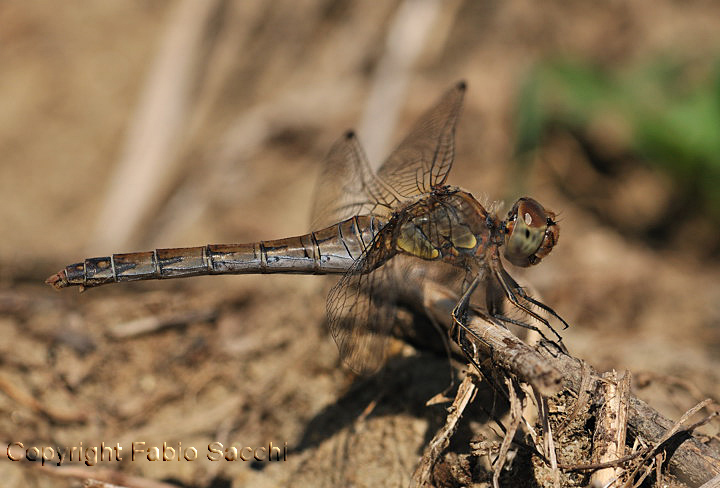 Sympetrum striolatum,femmina